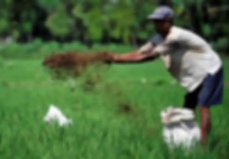 Bisa kok Petani Berpenghasilan Tinggi, 7-10 Juta Rupiah Sekali Panen, Para Petani di Makassar Membuktikannya