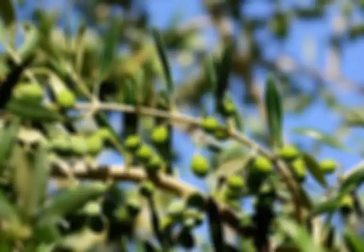 Diet ala Mediterania Atasi Stroke