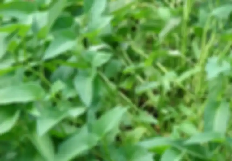 Obat Alami Untuk Nyeri Gigi
