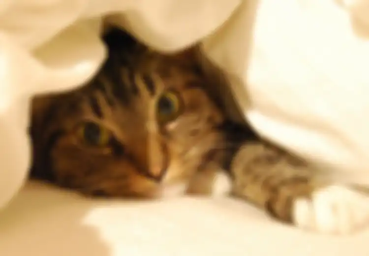 Hati-hati Kotoran Kucing Menyebabkan Toksoplasma