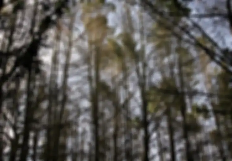 Pohon Pinus Bikin Awet Muda