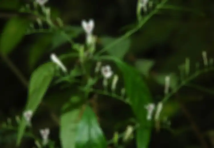 Sambiloto, Daun Lidah Buaya, Daun Ketepeng Kebo, Ini Dia Bahan-bahan Alami untuk Memberantas Jerawat Anda