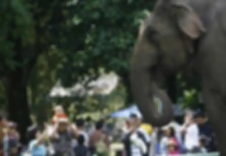 Satu Hari dalam Satu Minggu, Hewan Ragunan akan “Libur”