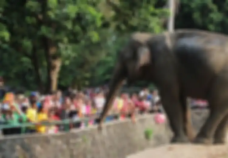 Lorong Masa: Krismon 1998, Saat Gajah Makan Batang Pisang