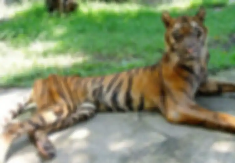 Lorong Masa: Krismon 1998, Harimau Terpaksa Puasa