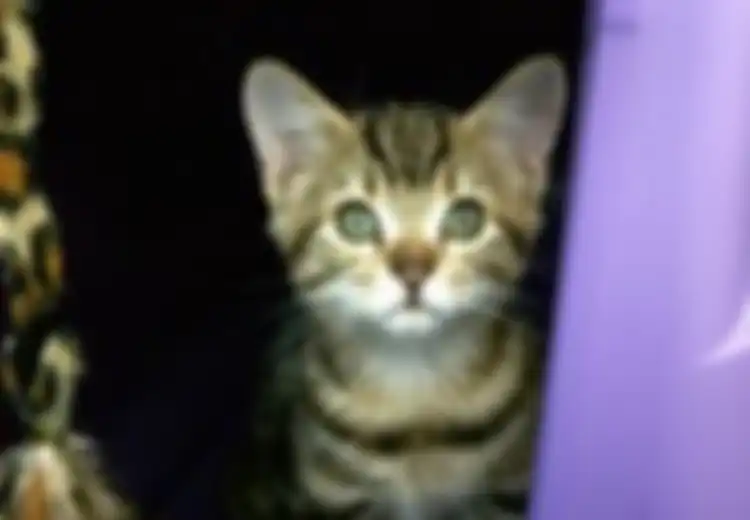 Jangan Takut Pelihara Kucing