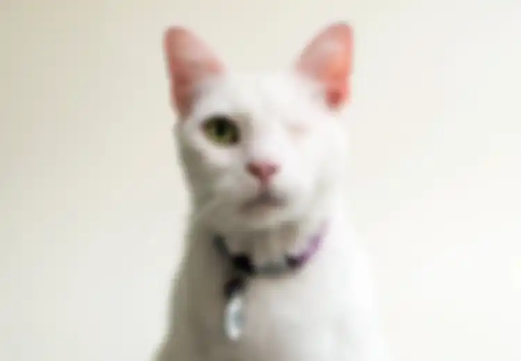 Fotografer Casey Christopher Memotret Kecantikan Kucing Buta Agar Ada yang Mengadopsinya