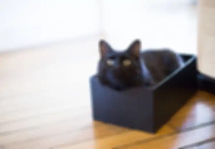 Anda Mengaku Cat Lover, Setidaknya Ada 14 Alasan Kenapa Harus Memelihara Kucing Hitam Segera