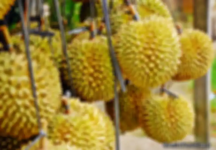Siapa Bilang di Thailand, Surga Durian Itu Bernama Indonesia