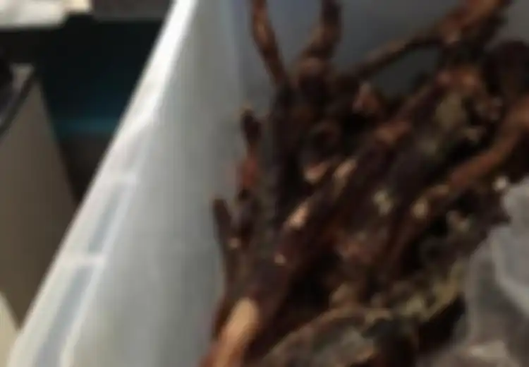 Inilah Alasan di Balik Ramainya Jual Beli Penis Rusa di Australia