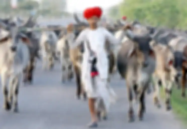 Tak Hanya Manusia, Di India Sapi dan Kerbau Juga Bakal Punya KTP