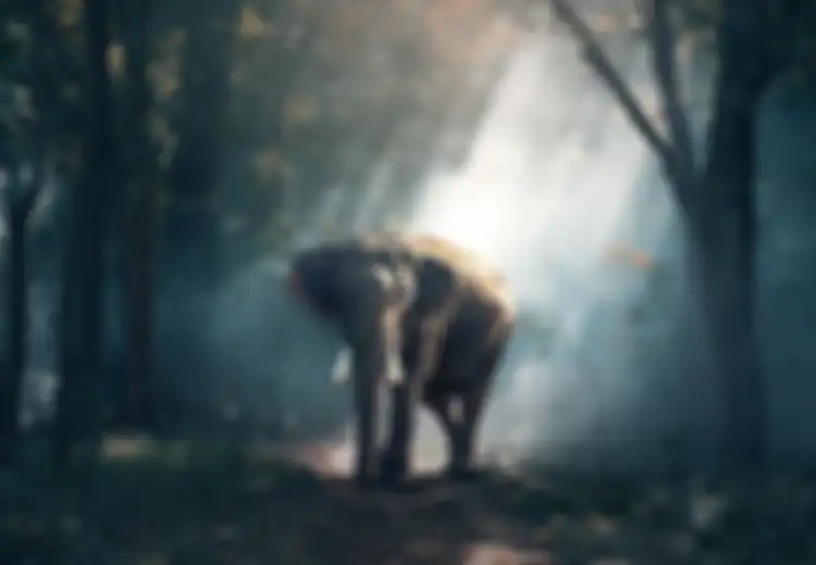Muncul dari Gunung Berkabut, Gajah-gajah Ini Berziarah ke Candi Muara Takus saat Bulan Purnama Tiba