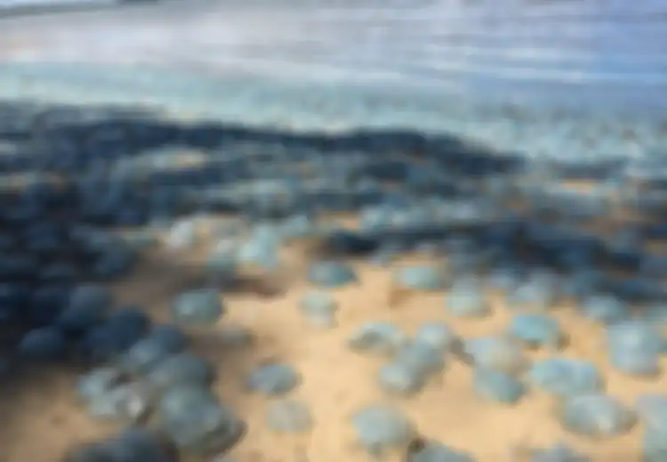 Ketika Ratusan Ubur-ubur Biru Menginvasi Sebuah Pantai di Australia