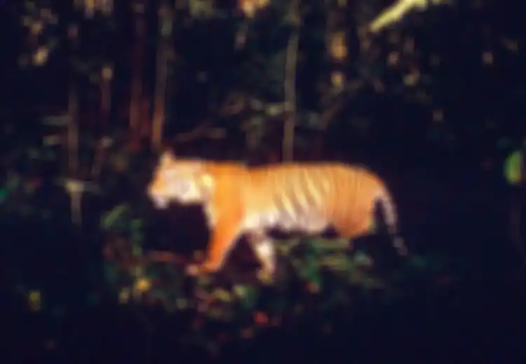 Berhenti Memburu Harimau Sumatera! Sebab Mereka Bisa Menjaga Hutan Kita Agar Tetap Lestari