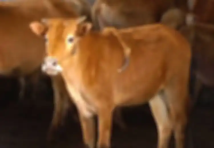 Sapi Mutan, Lahir dengan Kaki Kelima yang Tumbuh di Punggungnya
