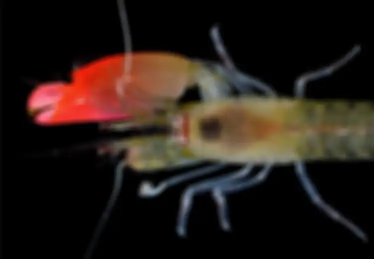 Punya Suara Sangat Keras, Udang Ini Diberi Nama yang Mirip Band Rock Pink Floyd