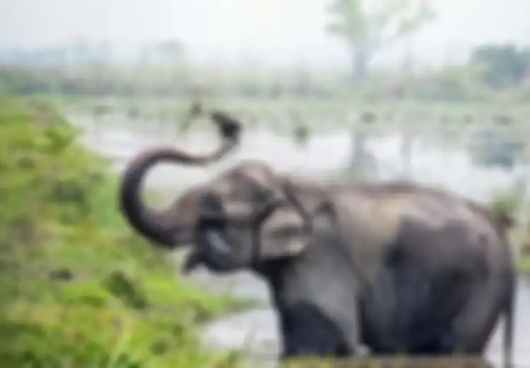 Gajah Berhasil Menyelesaikan Tes yang Bahkan Tak Bisa Dikerjakan oleh Anak di Bawah Dua Tahun