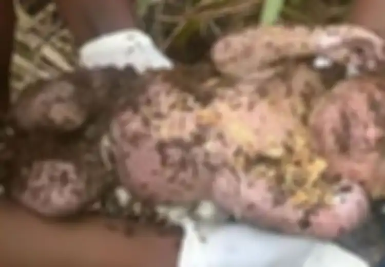 Ajaib! Tiga Hari Terkubur, Bayi Ini Ditemukan Dalam Kondisi Masih Hidup