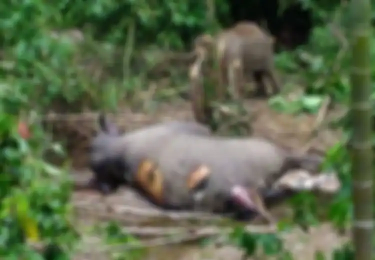 Sedih, Bayi Gajah Ini Tak Mau Pergi dari Samping Gajah Dewasa yang Mati dengan Belalai Terpotong