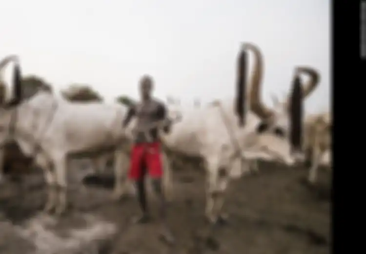 Kelewat Sangar! Suku Mundari di Sudan Selatan Menjaga Sapinya dari Maling dengan AK-47, Bukan dengan Cambuk Tradisional