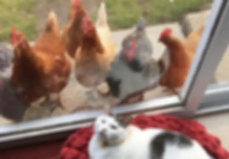 Scruffle, Seekor Kucing Putih ‘Chubby’ yang Sangat Digandrungi oleh Ayam