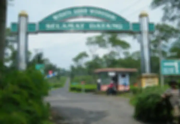 Menyejukkan Mata dan Menghirup Kesejukan di Kebun Teh Wonosari