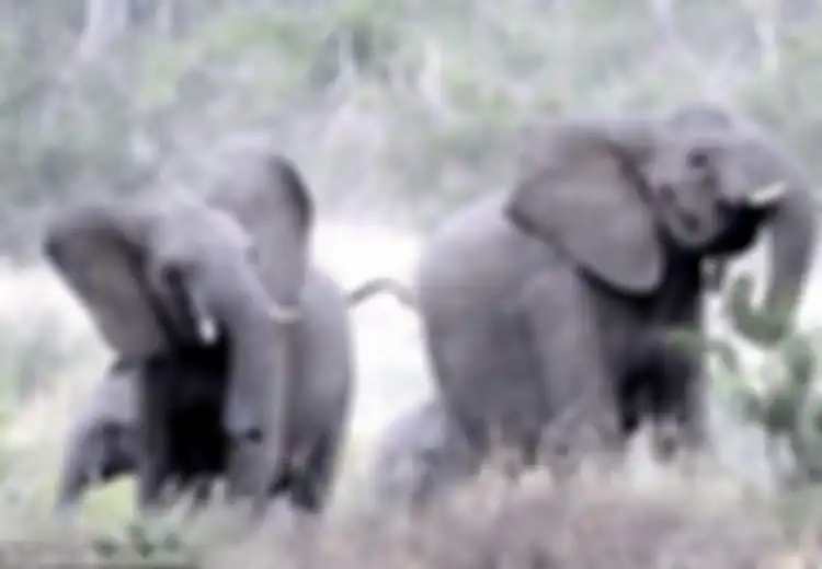 (VIDEO)  Sekelompok Gajah Terlihat Kesal Lalu Lari Terbirit-birit, Ternyata Penyebabnya ‘Hanya’ Hewan Kecil Ini