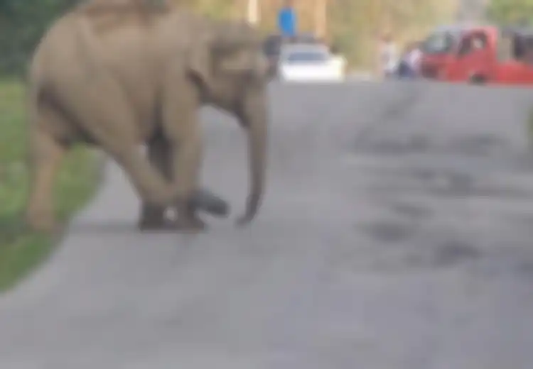 Lucu, Bukan Karena Banyak Mobil, Jalan Ini Macet Karena Seekor Gajah Sedang Bermain Sepakbola
