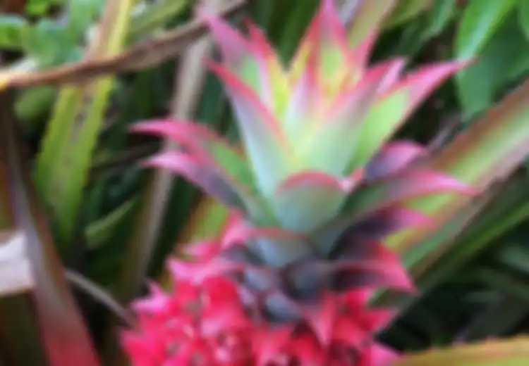 Siap-Siap, Sebentar Lagi Bakal Nanas Berwarna Pink akan Beredar di Pasar