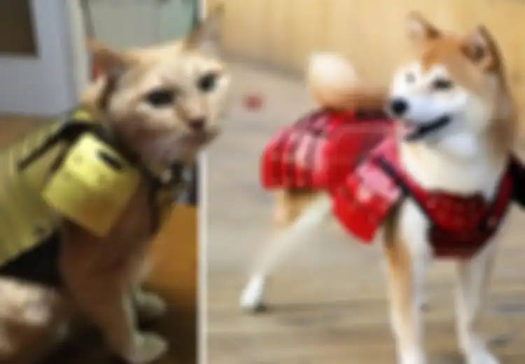 Lucu, Perusahaan Jepang Ini Membuat Baju Samurai Khusus untuk Kucing dan Anjing