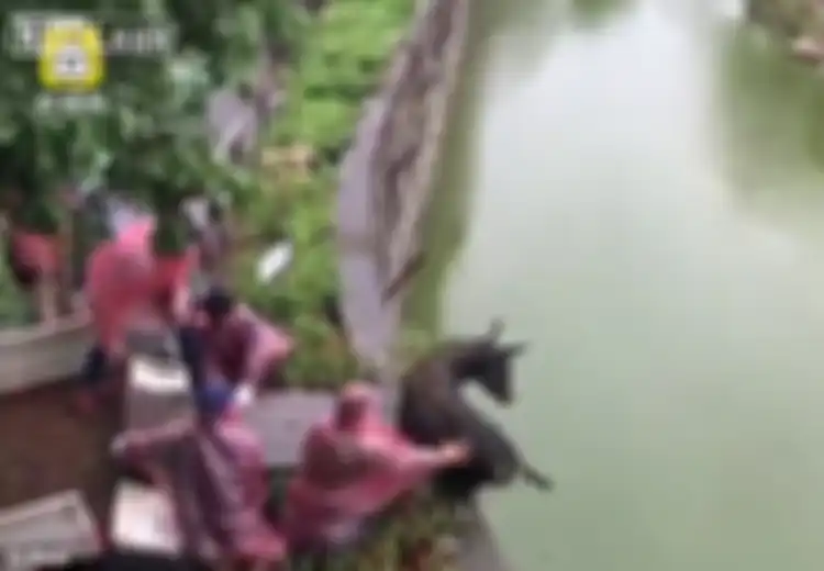Ekstrem! Cara Petugas Kebun Binatang di China Memberi Makan Harimau Ini Benar-benar Sadis