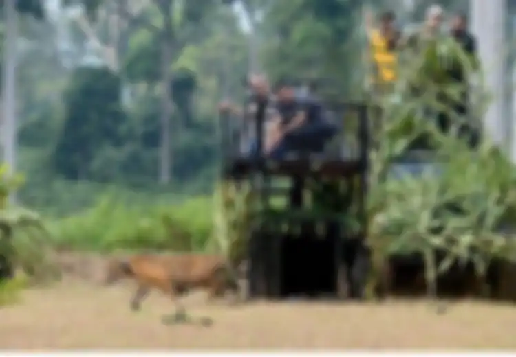 Inilah Tujuan Prajurit TNI Digembleng dengan Pemahaman soal Flora dan Fauna