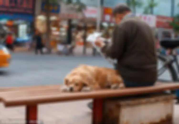Setelah Kebijakan Satu Anak untuk Satu Keluarga, Kini China Bikin Kebijakan Satu Anjing untuk Satu Keluarga