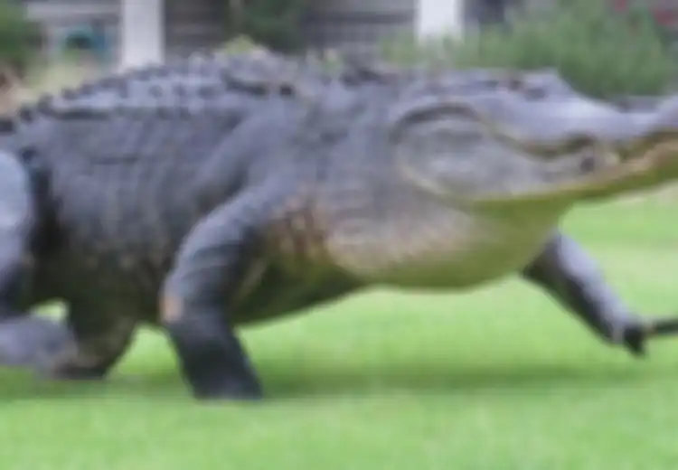 Duh, Seekor Buaya Raksasa Sepanjang Agya/Ayla Tiba-tiba Muncul di Lapangan Golf, Para Pengunjung Panik
