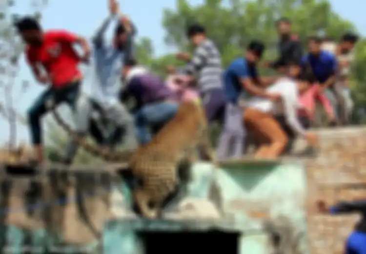 Dasar Manusia! Mereka yang Ambil Lahan, Mereka Juga yang Marah saat Harimau Masuk ke Perkampungan