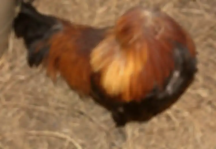 Menyembelih Ayam tapi Tak Mati-Mati, Jangan Panik Karena Ada Ayam Tanpa Kepala Bisa hidup Hingga 18 Bulan