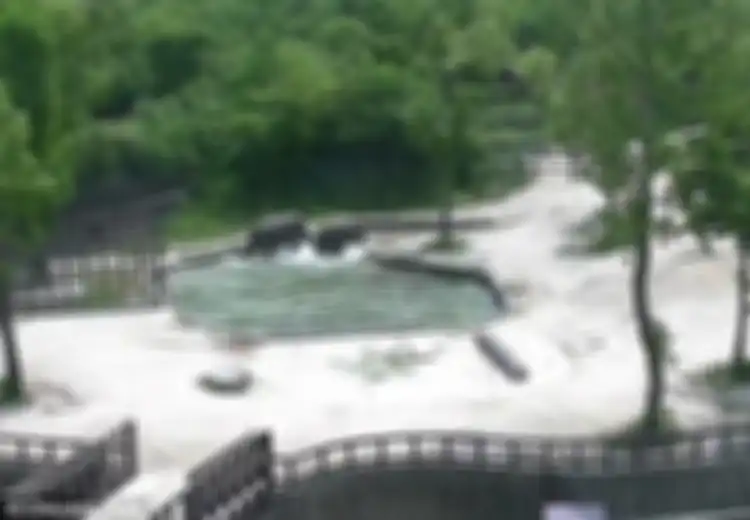 (Video) Saat Sepasang Gajah Bekerjasama Menyelamatkan Anaknya yang Nyaris Tenggelam di Kolam