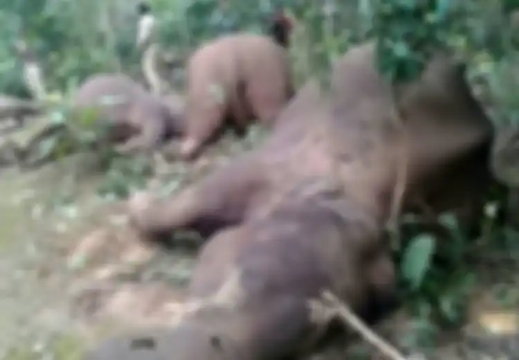 Nahas, Sekeluarga Gajah Ini Tewas Kesetrum Listrik yang Dipasang Rendah Mengelilingi Perkebunan Kopi