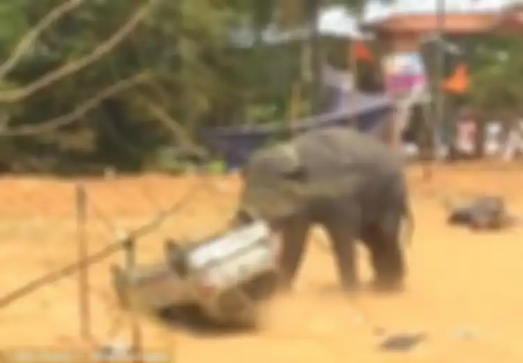 (Video) Kepanasan dan Terganggu Suara Berisik, Gajah Ini Mengamuk Hingga Membalikkan Sebuah Mobil