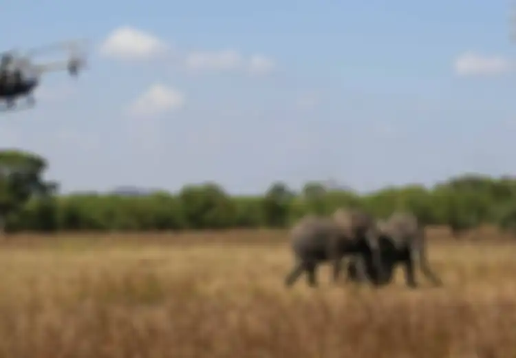 Bukannya Digiring, 500 Gajah Afrika Ini Terpaksa Direlokasi ke Habitat Baru Menggunakan Helikopter