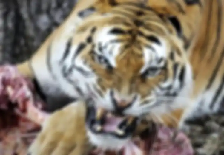 Tragis, Agar Dapat Uang Anak-anak Korbankan Orangtua untuk Dimakan Harimau