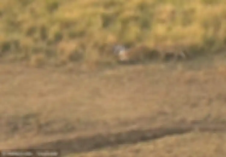Seperti Peribahasa, Lolos dari Mulut Buaya Zebra Ini Diterkam Dua Singa ketika Berusaha Melarikan Diri
