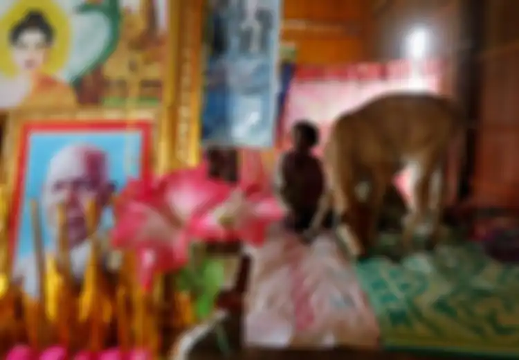 Dengan Dukungan Anak-Cucunya, Nenek 74 Tahun Ini Menikahi Anak Sapi yang Dianggap sebagai Reinkarnasi sang Suami