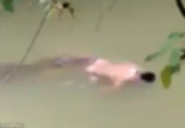 (Video) Aneh, Buaya Ini Mengembalikan Mayat Manusia yang akan Dimangsanya