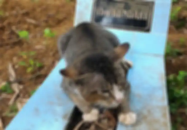 Ternyata Inilah Alasan Kita Jarang Sekali Melihat Bangkai Kucing yang Mati