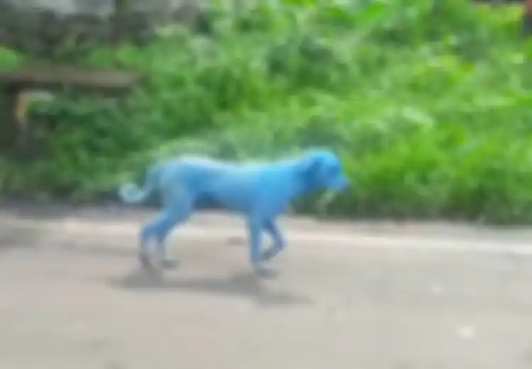 Anjing-anjing di Daerah Ini Berwarna Biru! Penyebabnya Tak Hanya Bisa Bahayakan Hewan Tersebut, Tapi Juga Manusia