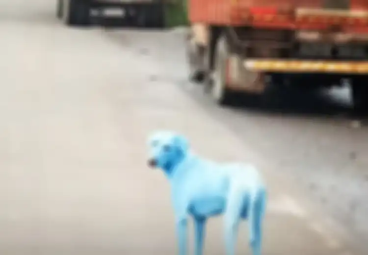 Antara Lucu dan Kasihan, Anjing Liar Ini Berubah Biru Seperti Smurf Setelah Berenang di Sungai yang Tercemar