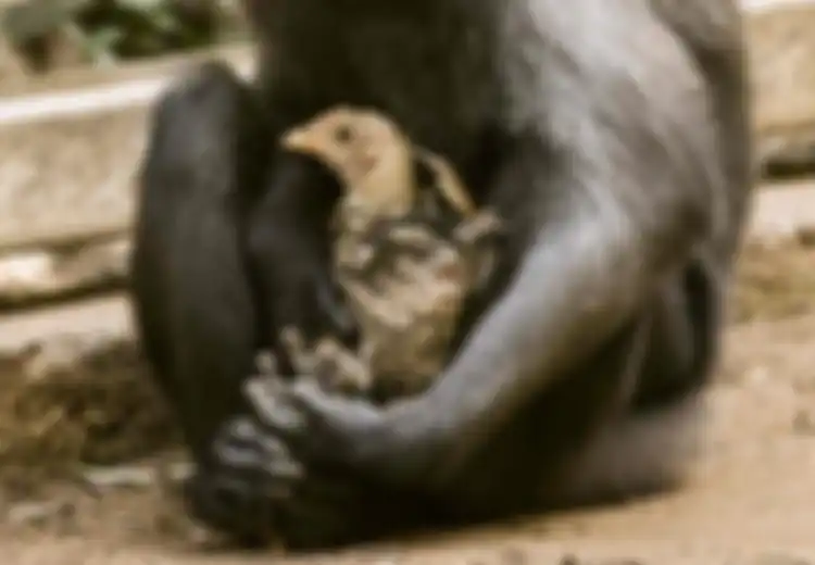 Mengharukan, Seekor Monyet Kesepian Mengadopsi Ayam dan Kini Mereka pun Berteman Baik