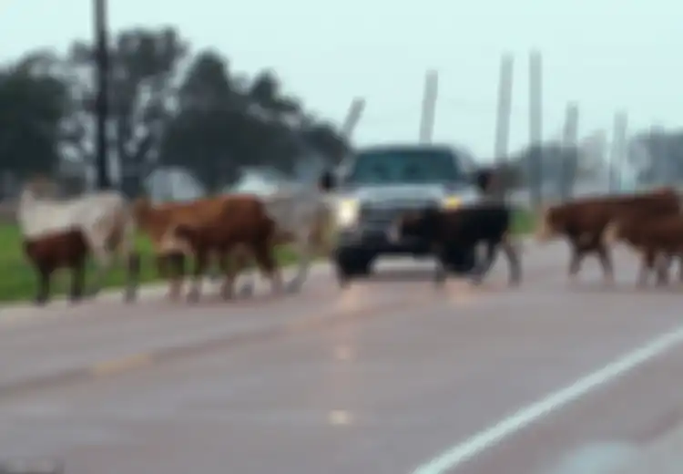 Texas Dihantam Badai Harvey, Tidak Hanya Ribuan Manusia Para Binatang pun Menderita