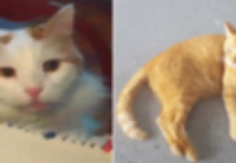 Wow, Sepasang Kucing di Kota Ini Mendapat Warisan Rp3,9 Miliar! Bagaimana Mungkin?